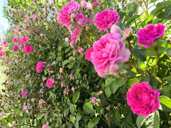 اشتغال ۱۰۰ نفر در گلستان های بیضا