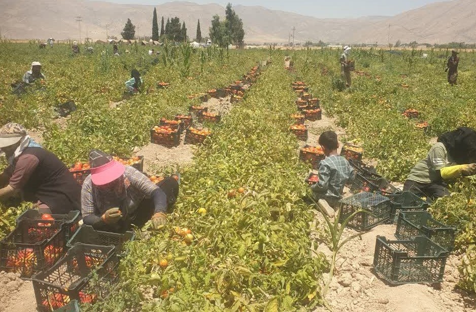 آغاز صادرات گوجه فرنگی فیروزآباد