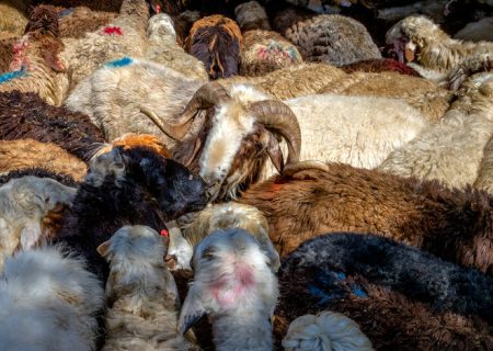 پیش‌بینی ۶ جایگاه موقت عرضه و ذبح بهداشتی دام در شیراز در عید قربان