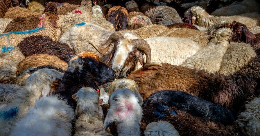 پیشبینی ۶ جایگاه موقت عرضه و ذبح بهداشتی دام در شیراز در عید قربان
