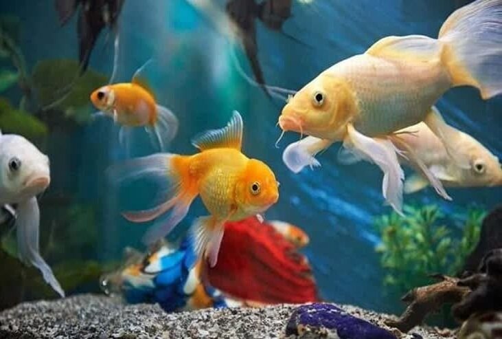 تعاونی روستایی ماهیان زینتی در فارس تشکیل شد