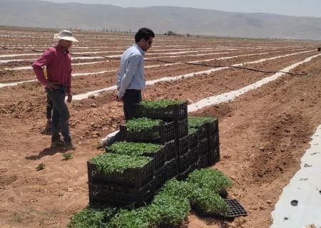 پیش بینی کشت ۲۵۰۰ هکتار گوجه فرنگی در اقلید