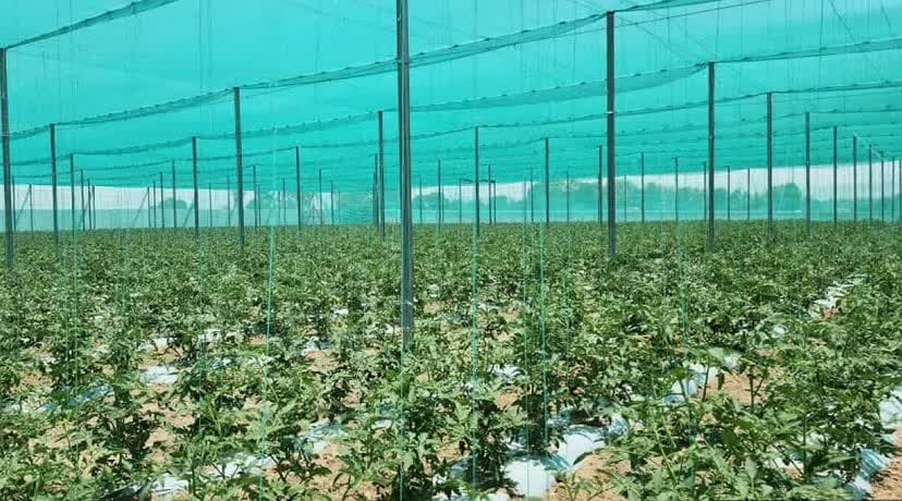 تخصیص تسهیلات برای توسعه گلخانه تابع اقلیم