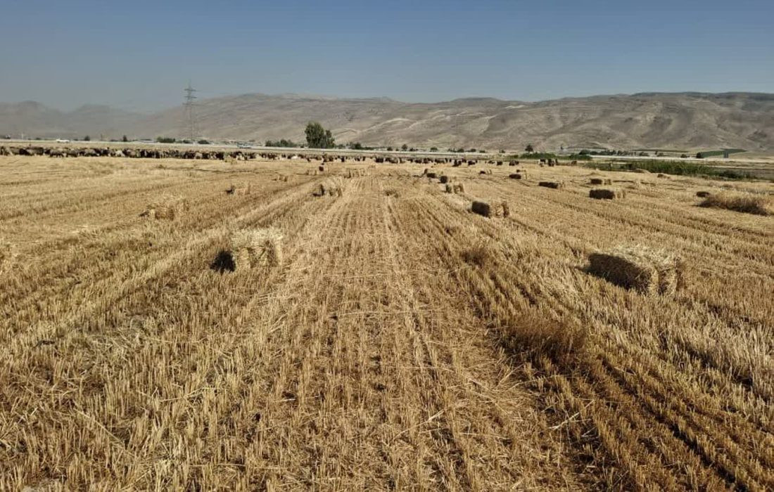 حفظ بقایای گیاهی در مزارع کشاورزی فیروزآباد