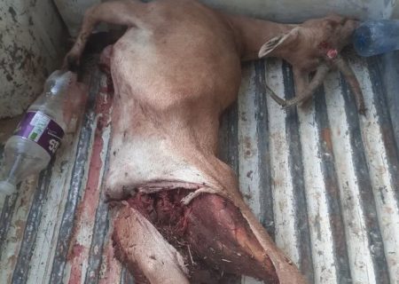 انهدام باند بزرگ شکار و قاچاق حیات‌وحش در پارک ملی بمو