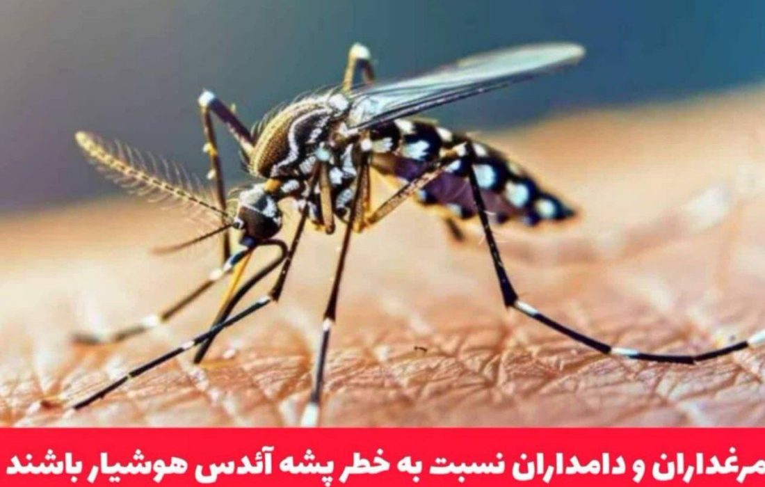 مرغداران و دامداران نسبت به خطر پشه آئدس هوشیار باشند