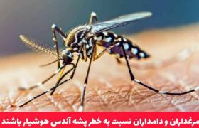مرغداران و دامداران نسبت به خطر پشه آئدس هوشیار باشند