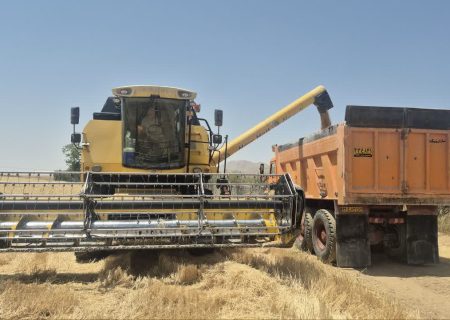 آغاز برداشت از مزارع گندم اقلید زمینه ساز امنیت غذایی