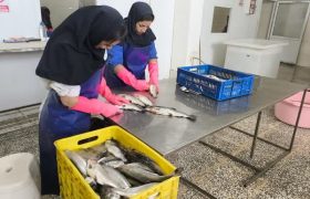 یک واحد فرآوری و بسته بندی آبزیان در بیضا به بهره برداری رسید
