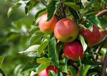 تولید ۲۸۶ تن سیب گلاب در بیضا