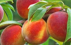 پیش بینی تولید ۵۷۵ تن هلو در بیضا