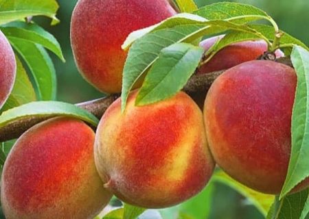 پیش بینی تولید ۵۷۵ تن هلو در بیضا