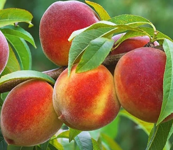پیش بینی تولید ۵۷۵ تن هلو در بیضا