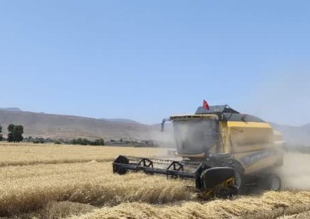 پیش بینی برداشت ۳۳ هزار تن گندم در بیضا