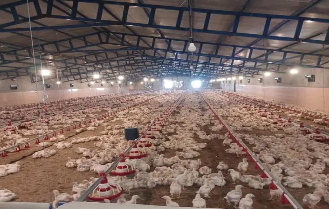 جوجه ریزی بیش از یک میلیون و ۹۰۰ هزار قطعه در مرغداری‌های کازرون؛ ایجاد اشتغال برای ۱۵۰ نفر