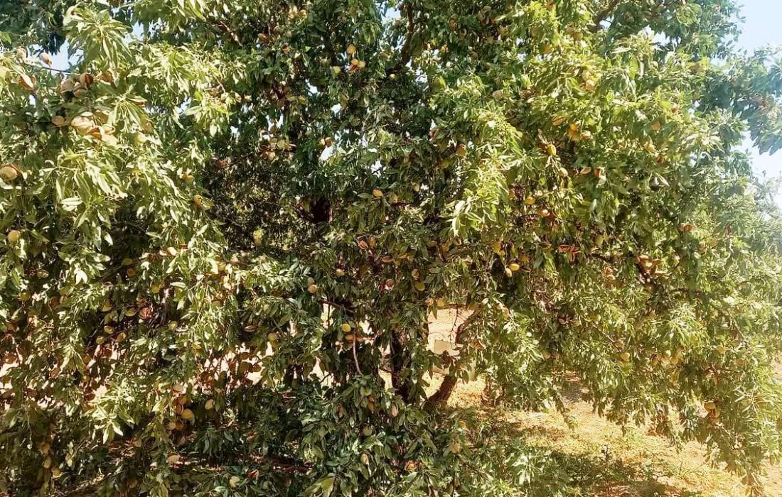 برداشت بادام از سطح ۱۱۷۵ هکتار بادامستان‌های بارور استهبان