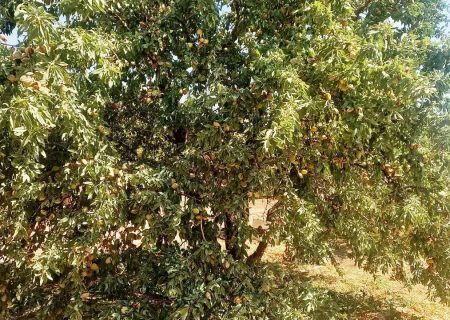 برداشت بادام از سطح ۱۱۷۵ هکتار بادامستان‌های بارور استهبان