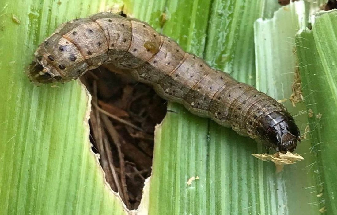 باغ‌ها و مزارع کازرون درگیر آفت کرم برگ‌خوار پاییزه