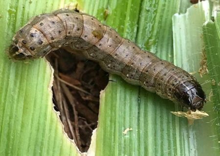 باغ‌ها و مزارع کازرون درگیر آفت کرم برگ‌خوار پاییزه