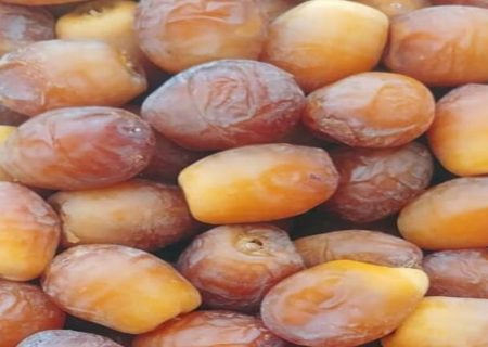 تولید سالانه نزدیک به ۵۷ هزار تُن رطب در فارس؛ صادرات بیش از ۱۳ میلیون دلار