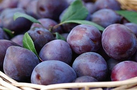 درآمد ۵۵ میلیارد ریالی باغداران بیضایی از فروش آلو