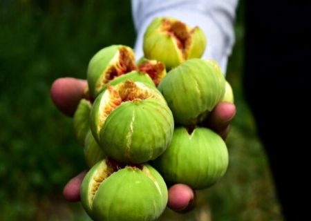 توسعه شهرک صنعتی استهبان با هدف استقرار صنایع فرآوری انجیر شتاب می‌گیرد