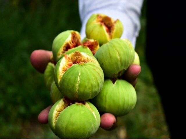 توسعه شهرک صنعتی استهبان با هدف استقرار صنایع فرآوری انجیر شتاب می‌گیرد