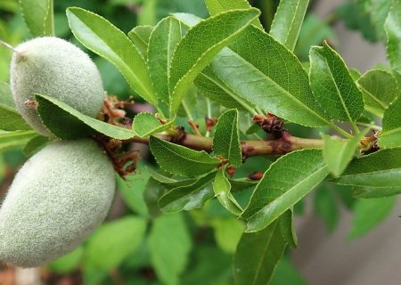 برداشت میوه بادام و گردو در فارس