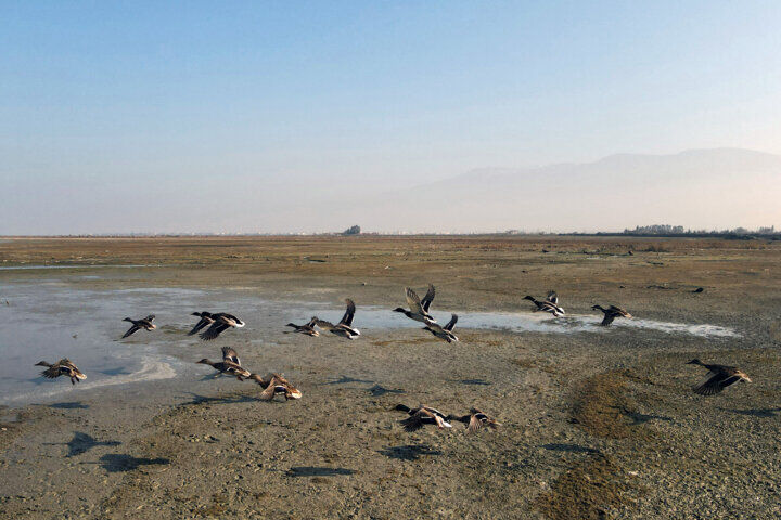 تلاش برای حفاظت از تالاب پریشان با اجرای کشاورزی پایدار