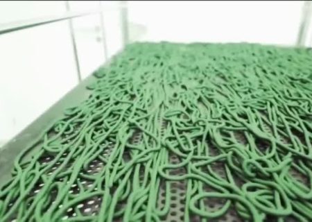 تولید ۶۱۰۰ کیلوگرم خمیر جلبک اسپیرولینا در فارس