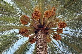 نوبرانه خرما از قطب تولید کشور روانه بازار شد