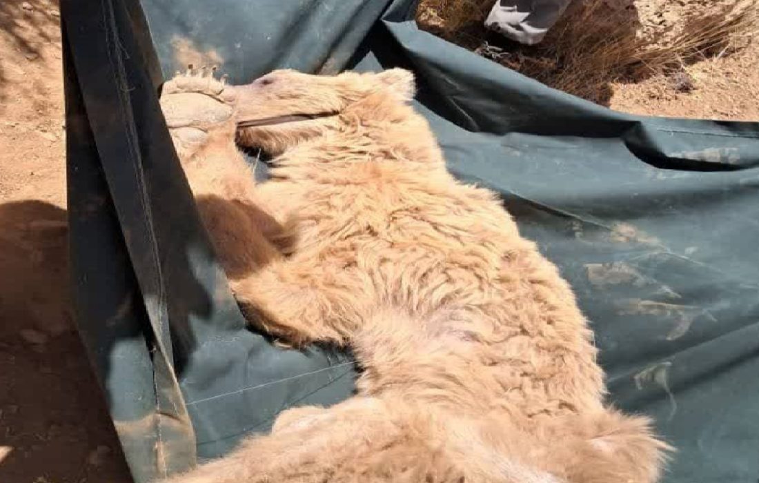 خرس قهوهای سیوند، تلف شد