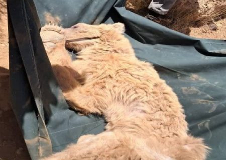 خرس قهوه‌ای سیوند، تلف شد