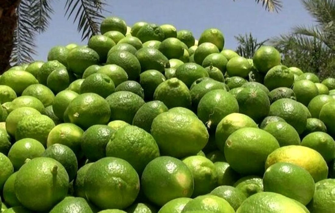 برداشت ۱۴۰ هزار تُن لیموترش از باغهای جهرم آغاز شد