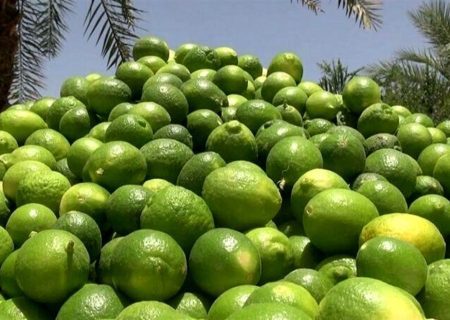 برداشت ۱۴۰ هزار تُن لیموترش از باغ‌های جهرم آغاز شد