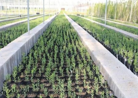 تولید بیش از ۳۹۸ هزار نهال در شهرستان کازرون