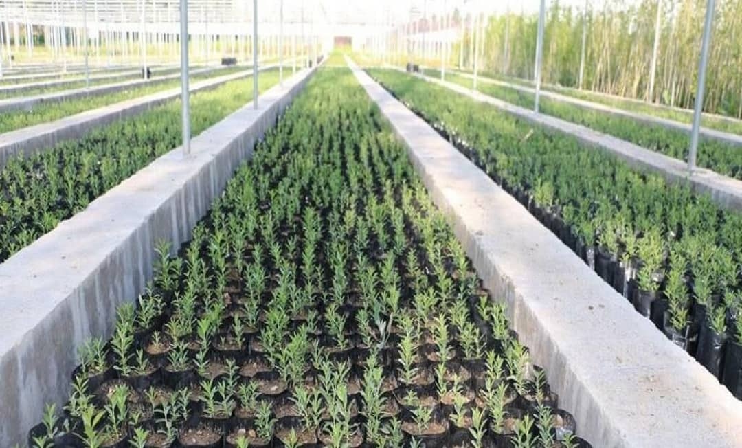 تولید بیش از ۳۹۸ هزار نهال در شهرستان کازرون