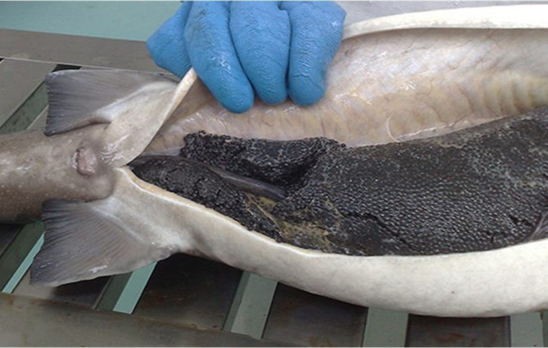 فارس، قطب تولید ماهیان زینتی در جنوب کشور