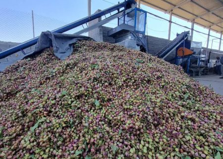 شروع برداشت  محصول از قطب پسته استان فارس