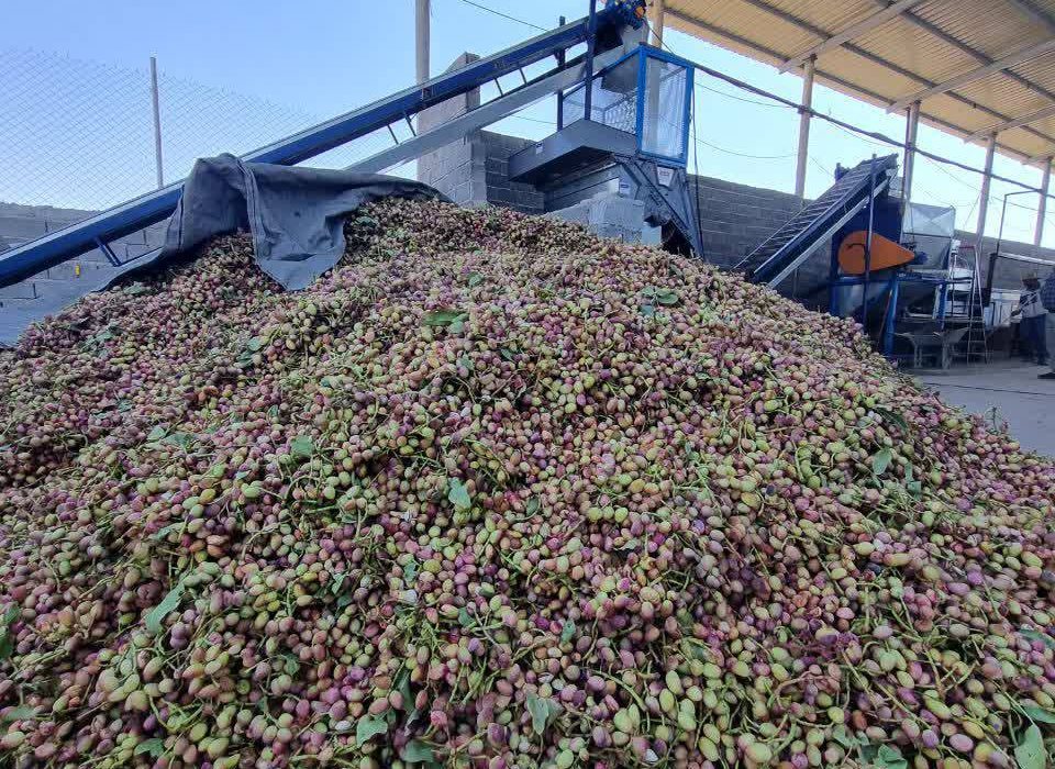 شروع برداشت  محصول از قطب پسته استان فارس