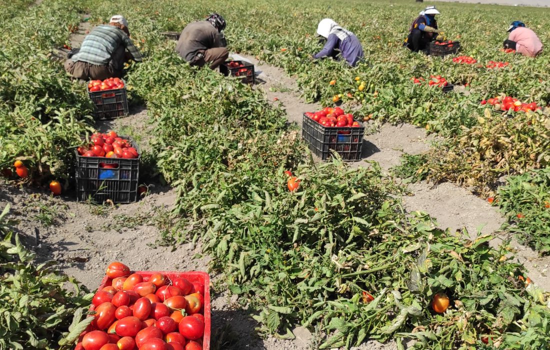 گوجه اقلید روانه بازارهای خلیج فارس شد