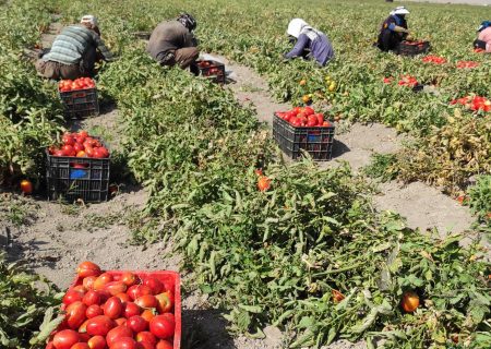 گوجه اقلید روانه بازارهای خلیج فارس شد