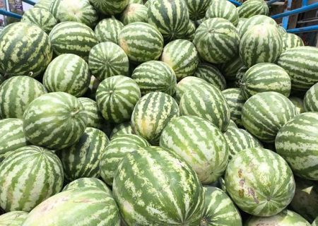 تولید ۹۶۰۰ تن هندوانه در بیضا