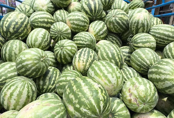 تولید ۹۶۰۰ تن هندوانه در بیضا