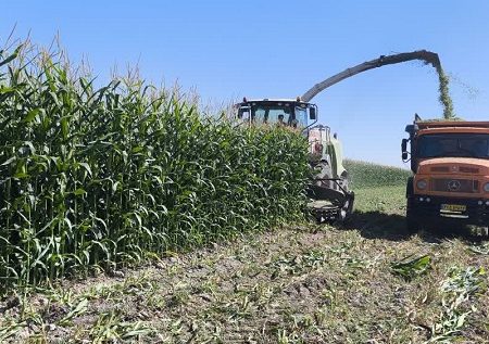 پیش بینی تولید ۲۴۵ هزار تن ذرت علوفه ای در بیضا