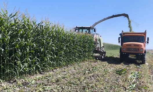 پیش بینی تولید ۲۴۵ هزار تن ذرت علوفه ای در بیضا