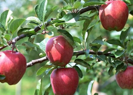 فصل برداشت سیب در فارس آغاز شد