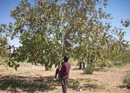 پیش‌بینی تولید ۱۱۰  تن گردو از باغ‌های نی‌ریز