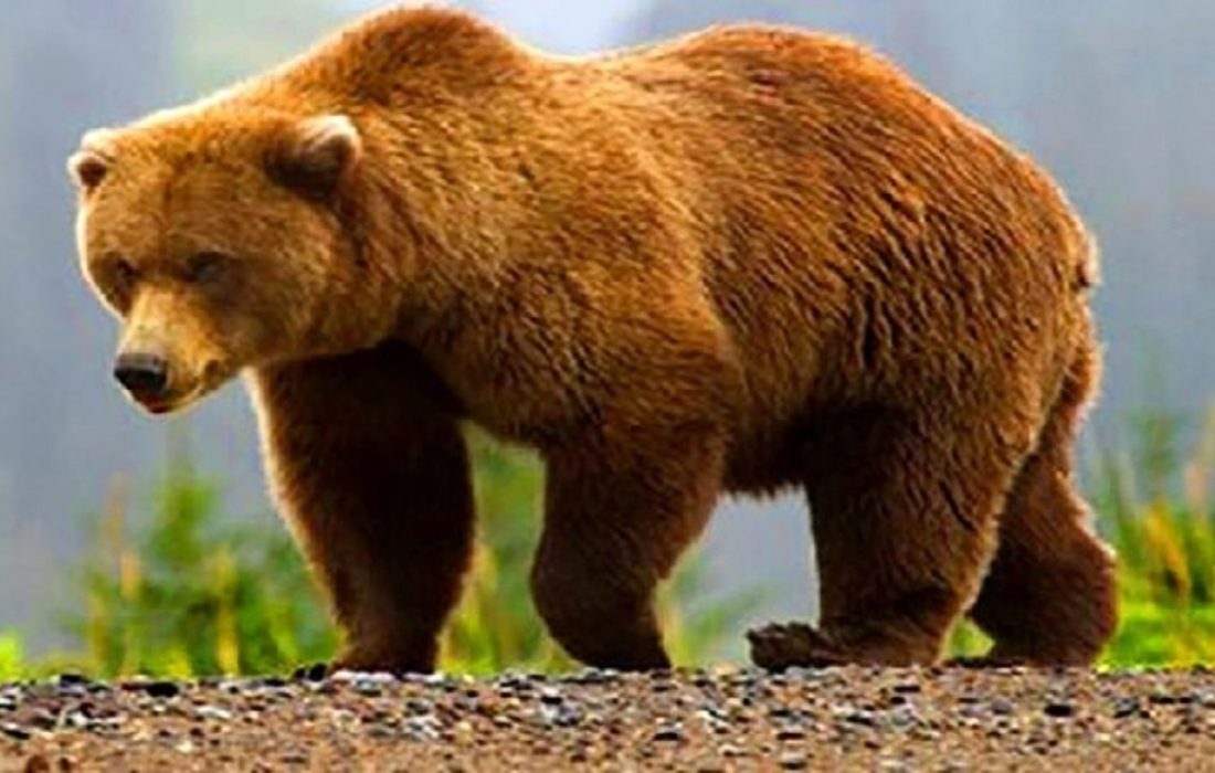 زخمی شدن خرس قهوهای در برخورد با کمباین در سرچهان/ اعزام تیم تخصصی برای درمان حیوان