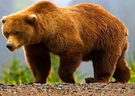 زخمی شدن خرس قهوه‌ای در برخورد با کمباین در سرچهان/ اعزام تیم تخصصی برای درمان حیوان